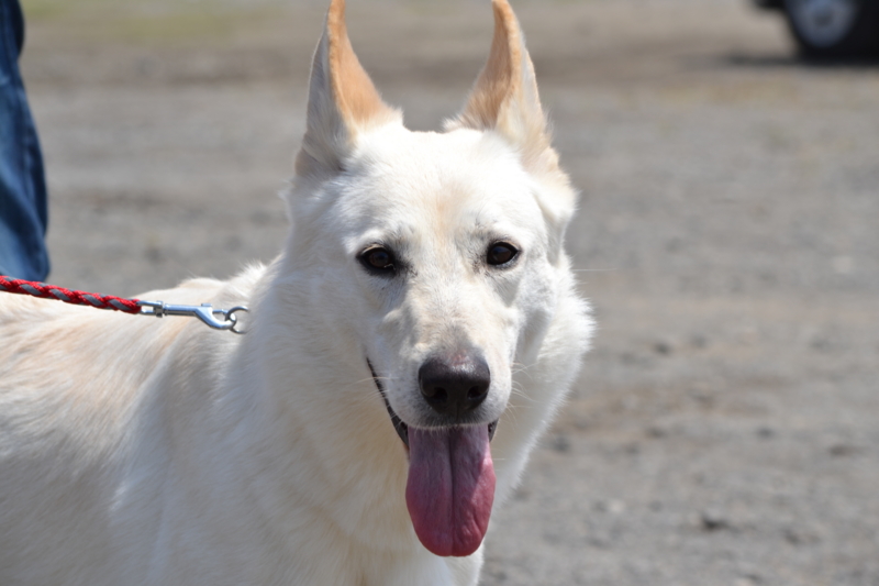 f:id:reeyan:20150517210137j:image