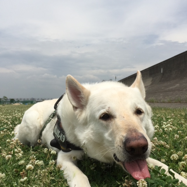 f:id:reeyan:20150528112955j:image