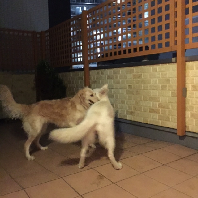 f:id:reeyan:20150805095535j:image f:id:reeyan:20150805095535j:image