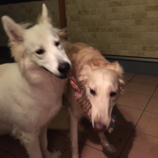 f:id:reeyan:20150805095542j:image f:id:reeyan:20150805095542j:image