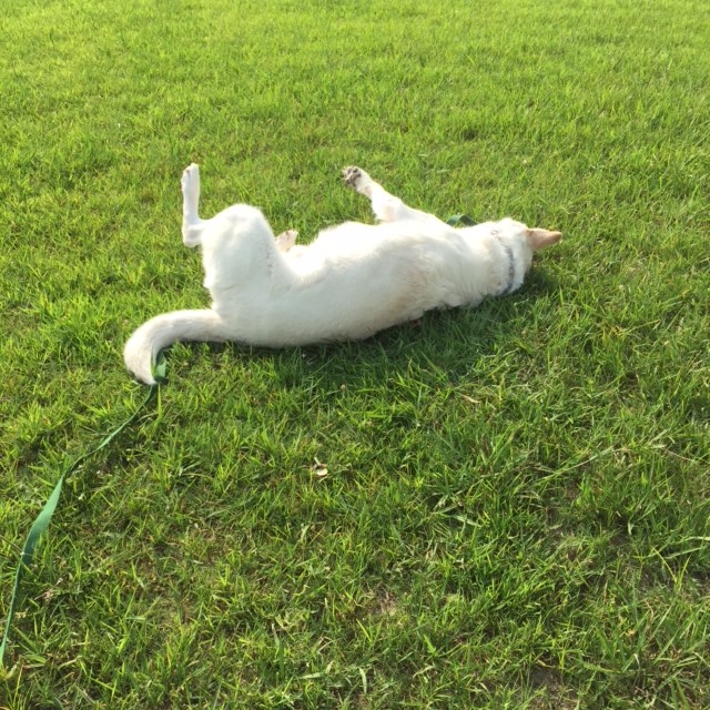 f:id:reeyan:20150805095721j:image f:id:reeyan:20150805095721j:image