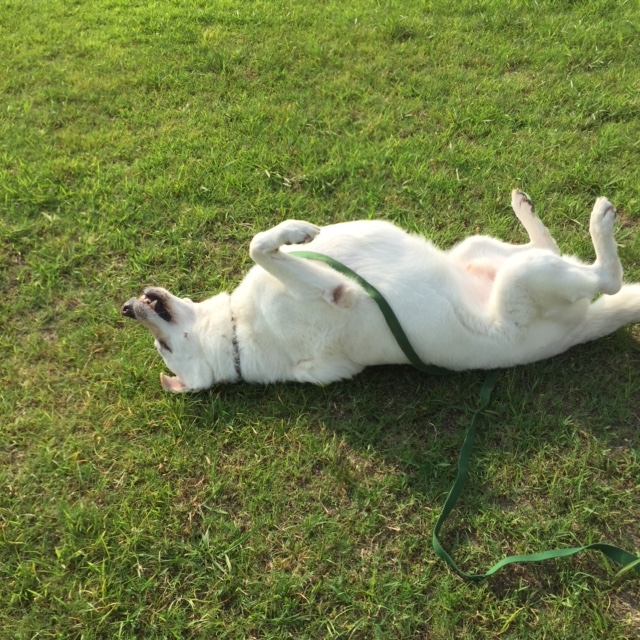 f:id:reeyan:20150805095723j:image f:id:reeyan:20150805095723j:image