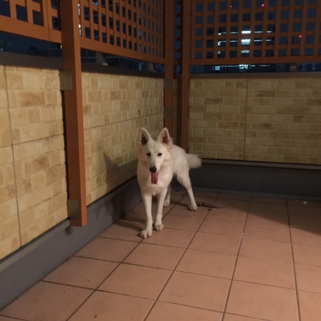 f:id:reeyan:20150805095734j:image f:id:reeyan:20150805095734j:image