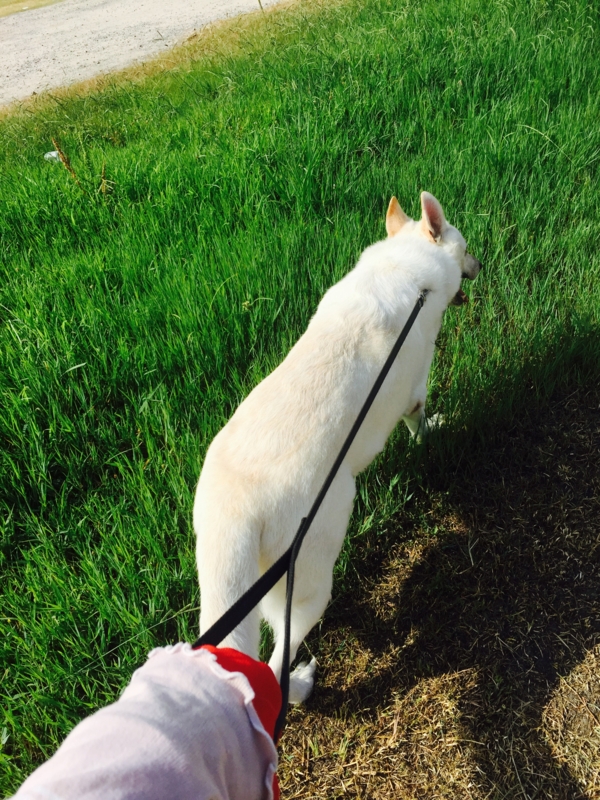 f:id:reeyan:20150807114325j:image