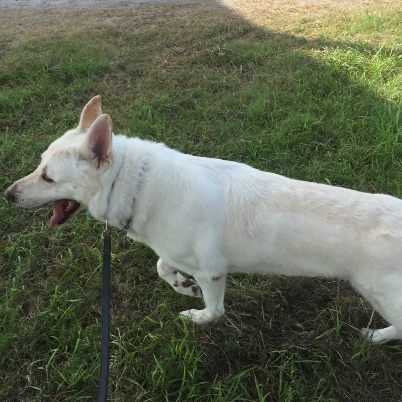 f:id:reeyan:20150807114338j:image