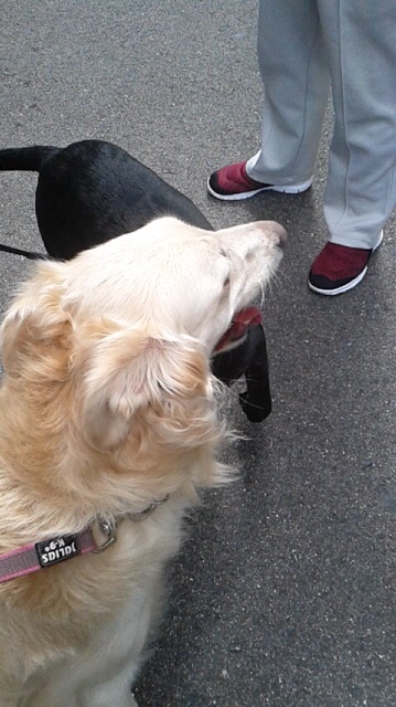 f:id:reeyan:20150923140852j:image