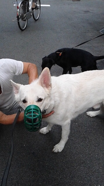 f:id:reeyan:20150923140855j:image