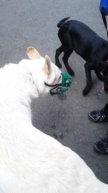 f:id:reeyan:20150923140859j:image