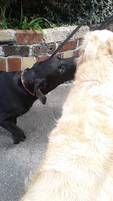 f:id:reeyan:20150923140923j:image