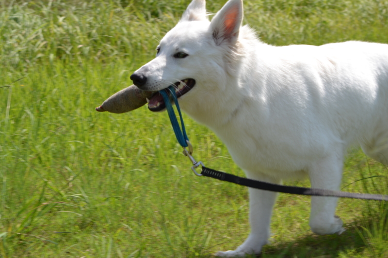 f:id:reeyan:20150927223013j:image