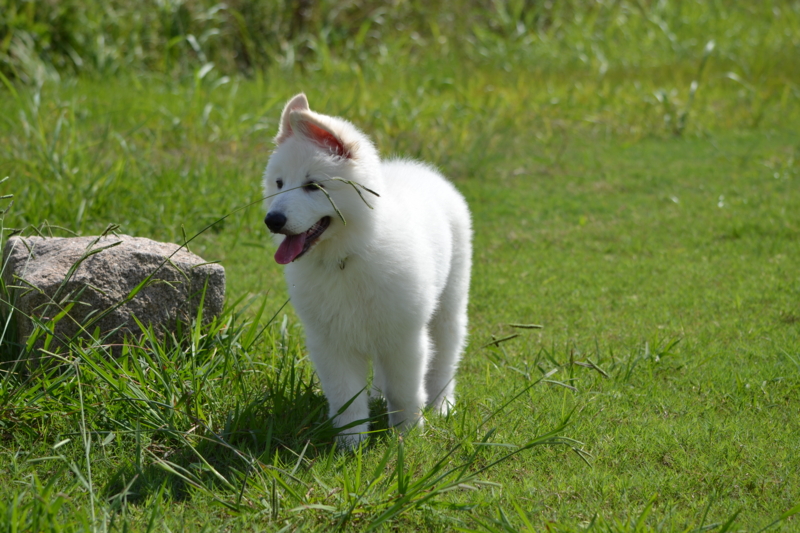 f:id:reeyan:20150927223400j:image