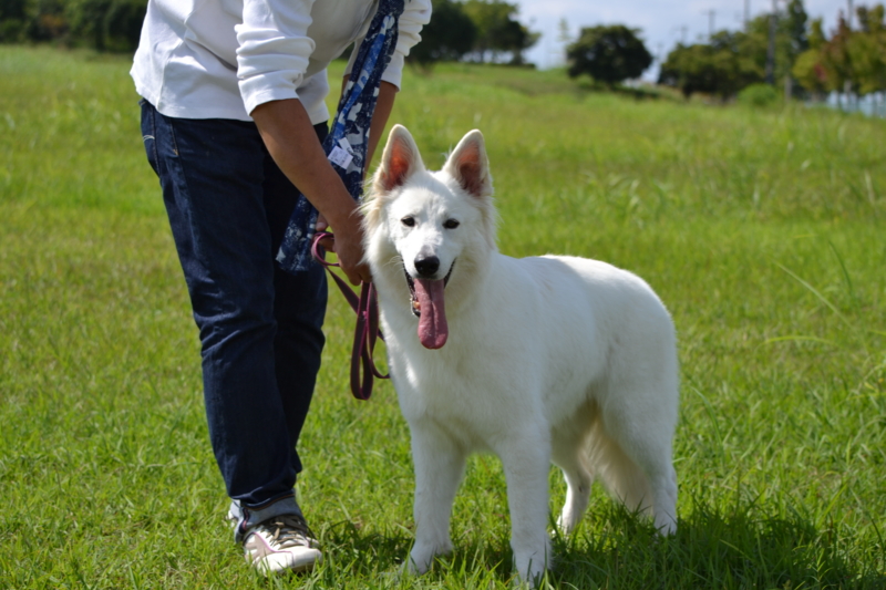 f:id:reeyan:20150927223424j:image