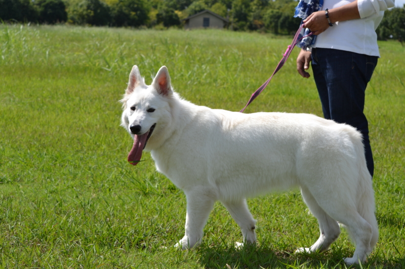 f:id:reeyan:20150927223447j:image