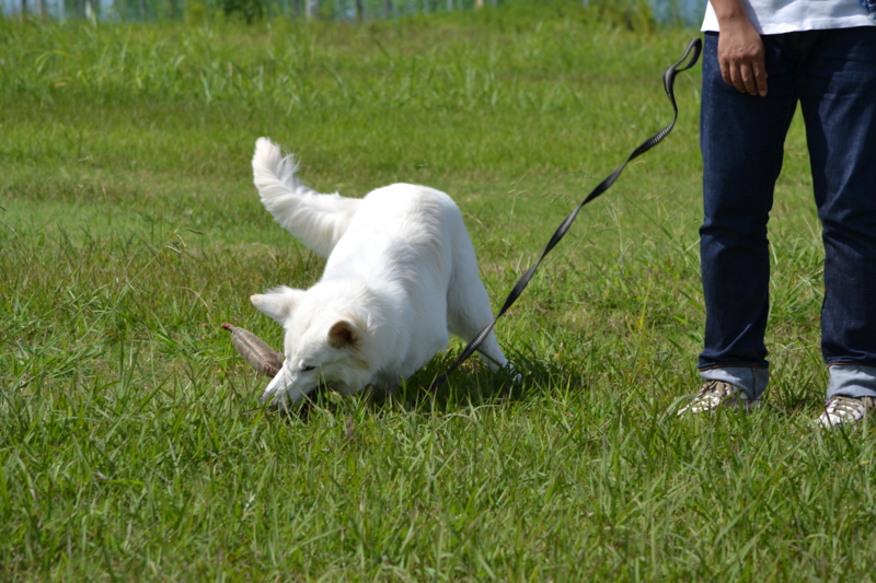 f:id:reeyan:20150927223709j:image