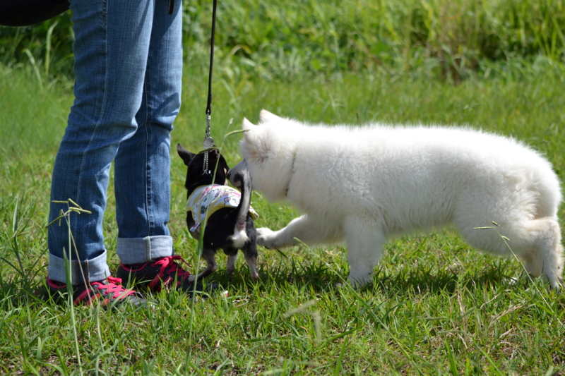 f:id:reeyan:20150927224347j:image