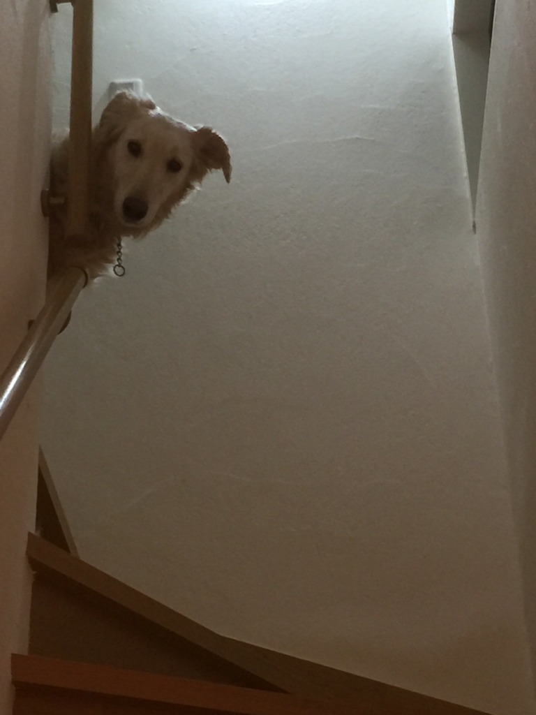 f:id:reeyan:20160303160409j:plain f:id:reeyan:20160303160409j:plain