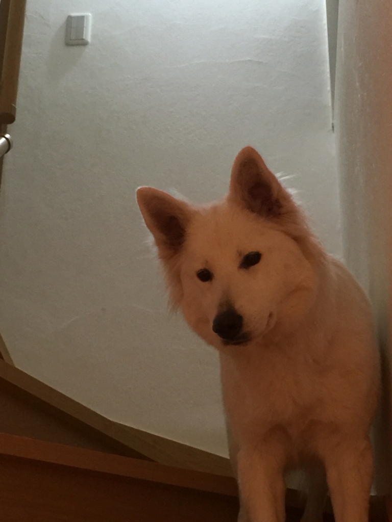 f:id:reeyan:20160303160419j:plain f:id:reeyan:20160303160419j:plain