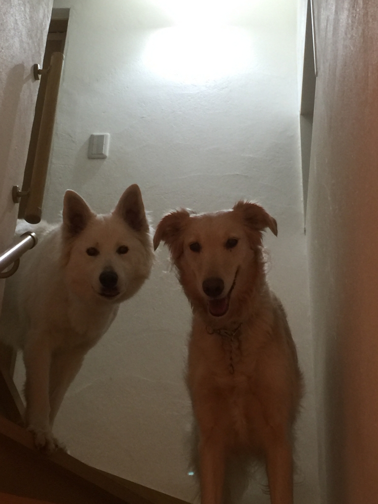 f:id:reeyan:20160303160428j:plain f:id:reeyan:20160303160428j:plain