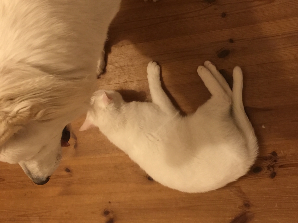 f:id:reeyan:20160303160436j:plain f:id:reeyan:20160303160436j:plain