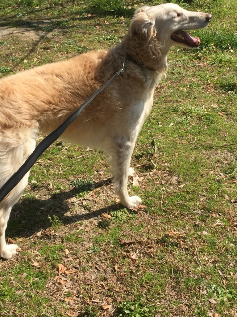 f:id:reeyan:20160303160525j:plain f:id:reeyan:20160303160525j:plain