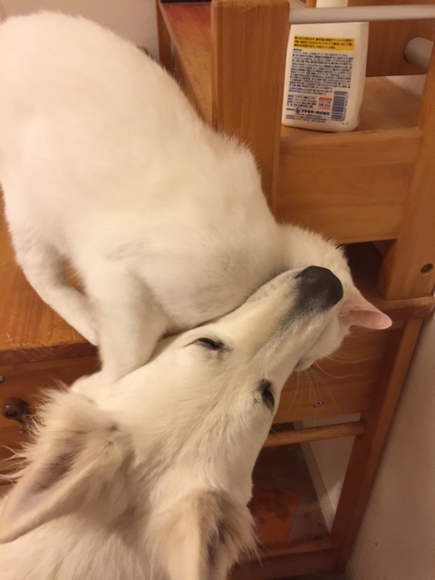 f:id:reeyan:20160312205319j:plain f:id:reeyan:20160312205319j:plain