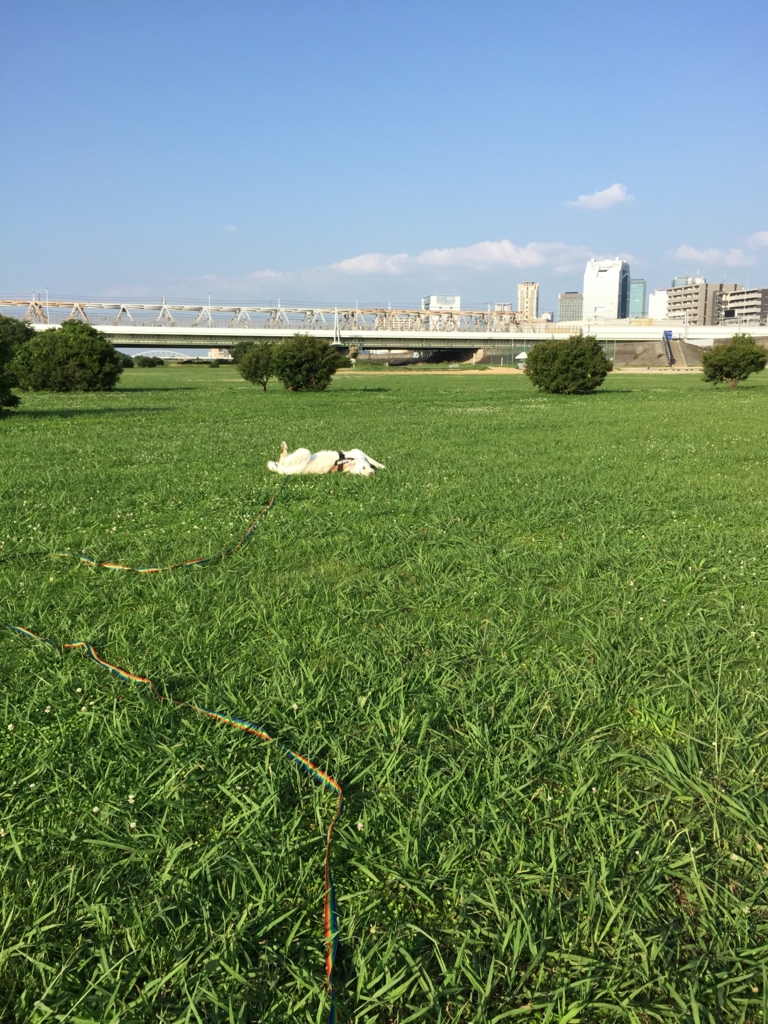 f:id:reeyan:20160719175517j:plain f:id:reeyan:20160719175517j:plain