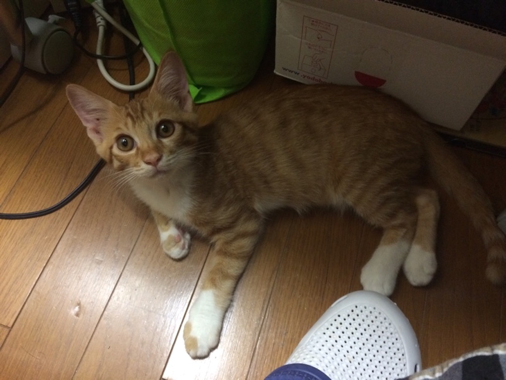 f:id:rei1963:20150803160324j:image f:id:rei1963:20150803160324j:image