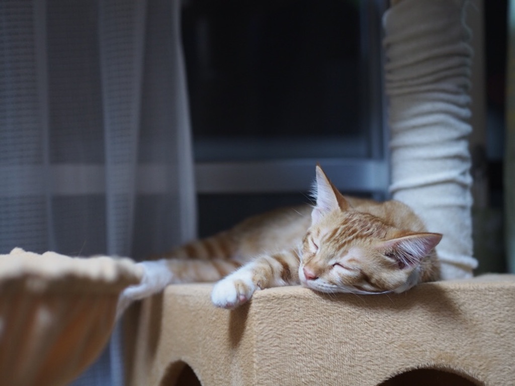 f:id:rei1963:20150803160340j:image f:id:rei1963:20150803160340j:image