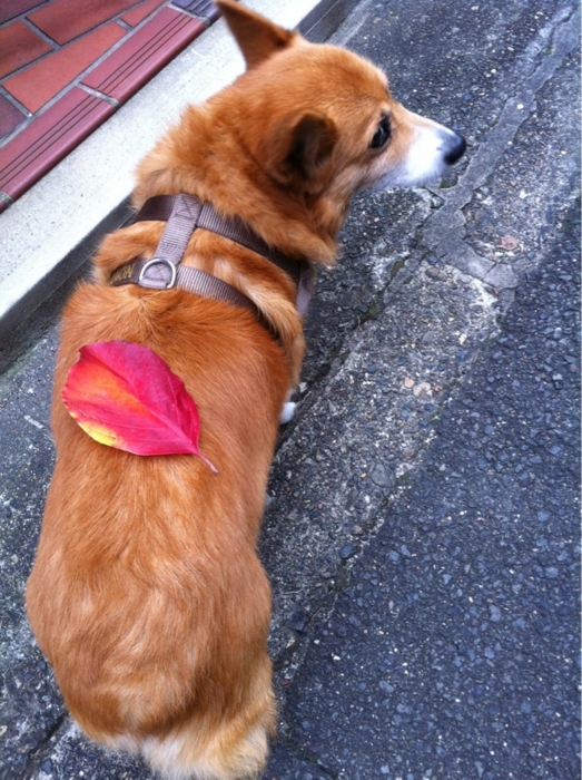 f:id:reikon:20111201090807j:image:w250