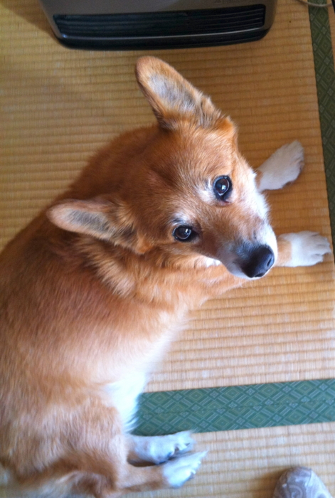 f:id:reikon:20111230122319j:image:w270