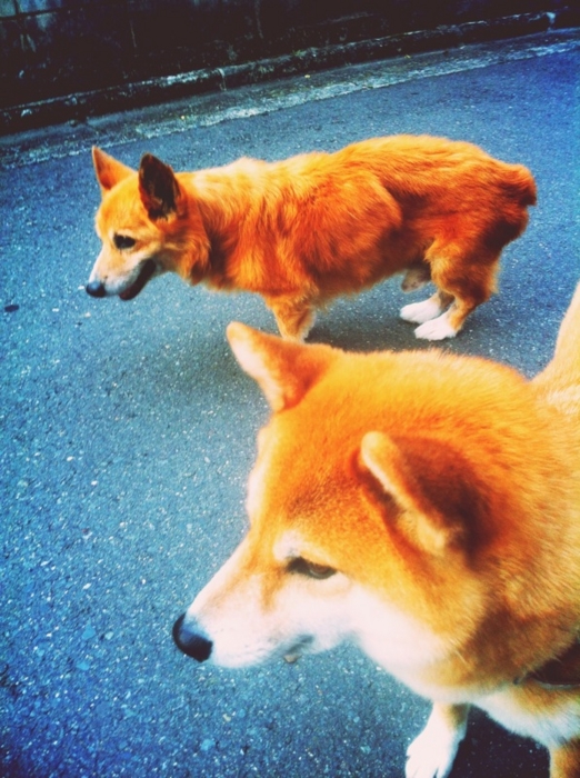 f:id:reikon:20130518103131j:plain f:id:reikon:20130518103131j:plain