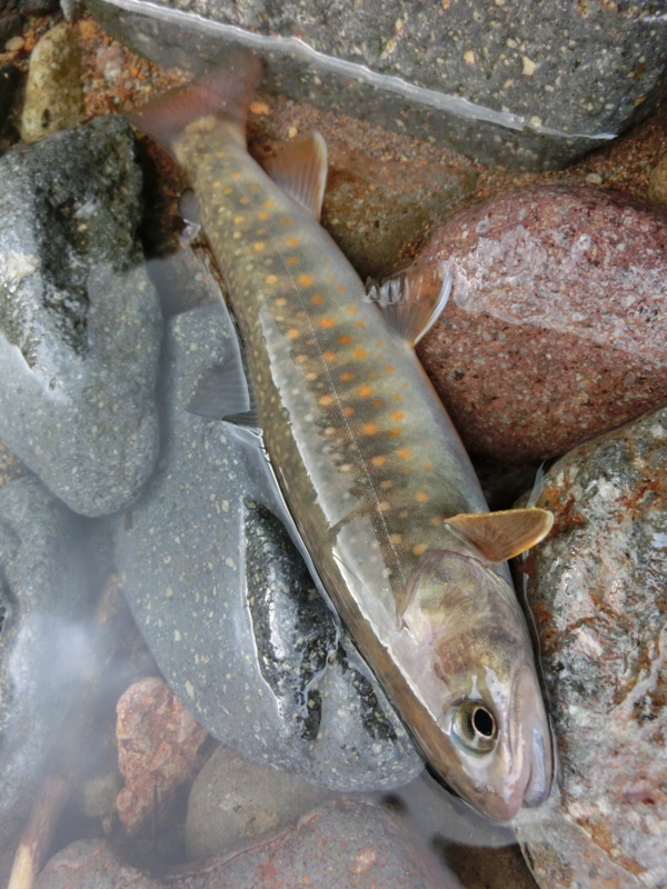 f:id:remember_the_trout:20130715061335j:plain f:id:remember_the_trout:20130715061335j:plain