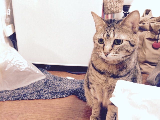 f:id:restart15515:20150628102847j:plain f:id:restart15515:20150628102847j:plain