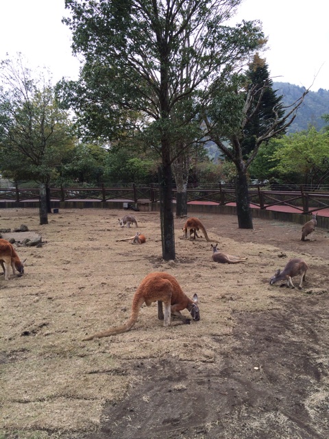 f:id:rhal:20140505185302j:plain f:id:rhal:20140505185302j:plain
