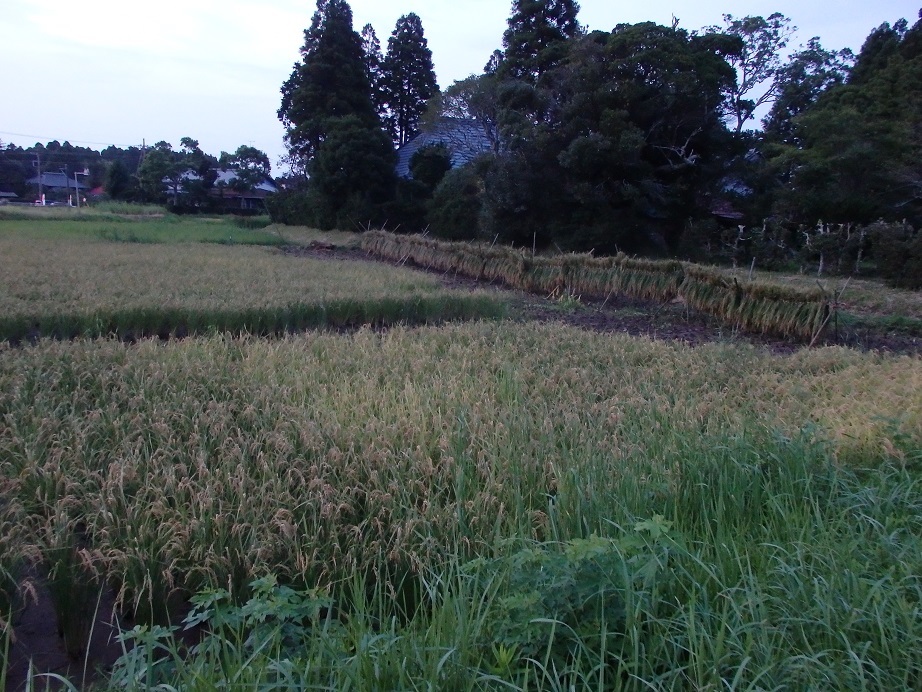 f:id:rice2015:20150910174359j:plain f:id:rice2015:20150910174359j:plain