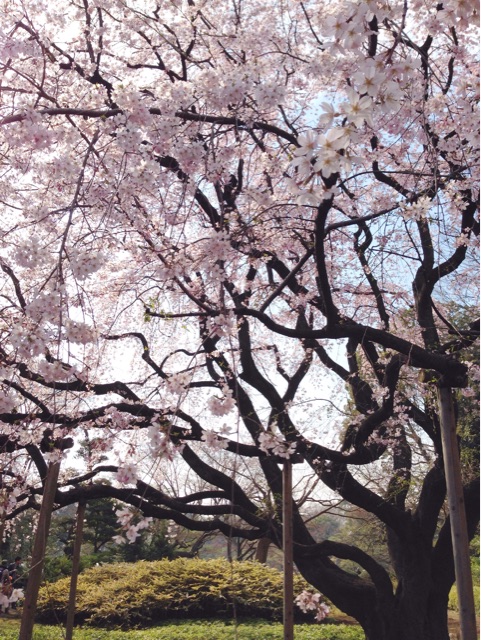 f:id:rie141:20150328213720j:plain f:id:rie141:20150328213720j:plain
