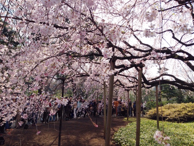 f:id:rie141:20150328213821j:plain f:id:rie141:20150328213821j:plain