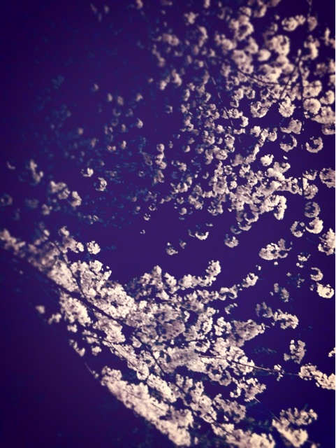 f:id:rie141:20150401002526j:plain f:id:rie141:20150401002526j:plain