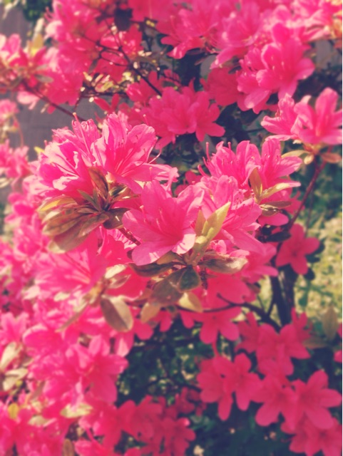 f:id:rie141:20150418002531j:plain f:id:rie141:20150418002531j:plain