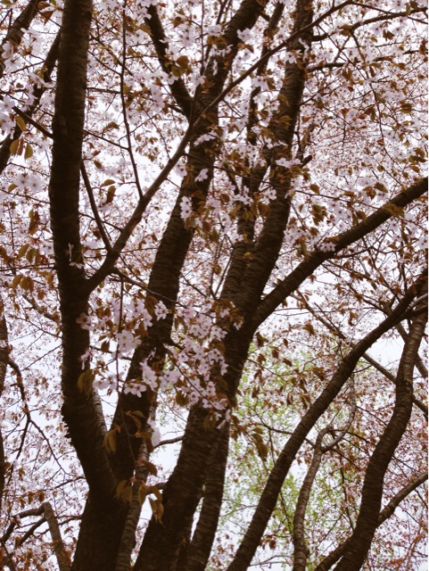 f:id:rie141:20150504225239j:plain f:id:rie141:20150504225239j:plain