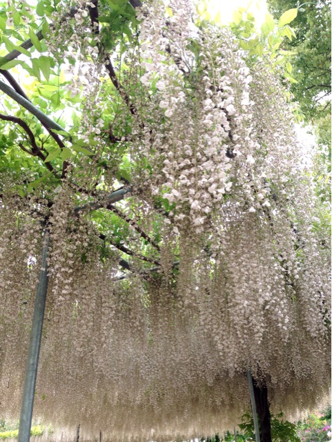 f:id:rie141:20150507013950j:plain f:id:rie141:20150507013950j:plain