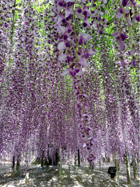 f:id:rie141:20150507014154j:plain f:id:rie141:20150507014154j:plain
