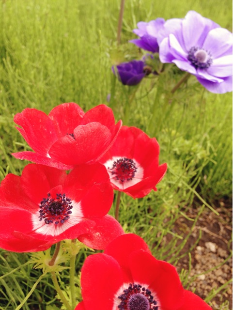 f:id:rie141:20150524003916j:plain f:id:rie141:20150524003916j:plain