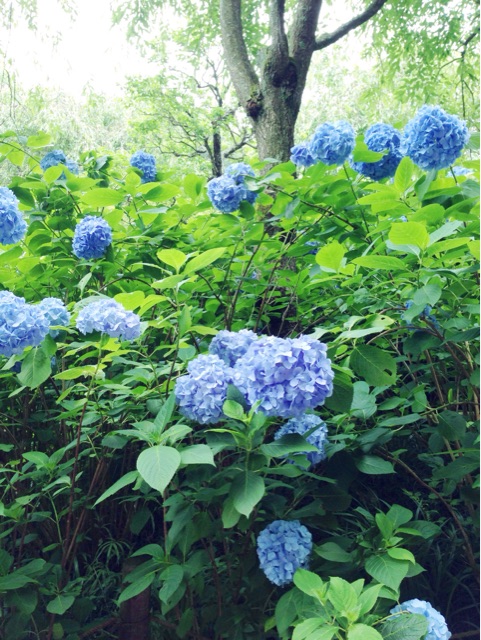f:id:rie141:20150614001744j:plain f:id:rie141:20150614001744j:plain