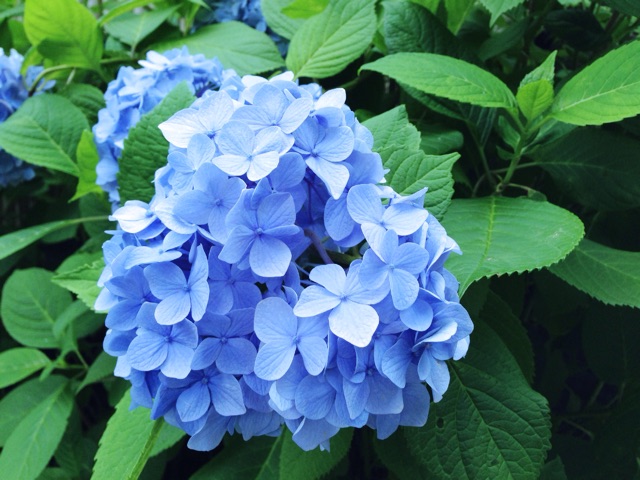 f:id:rie141:20150614002030j:plain f:id:rie141:20150614002030j:plain