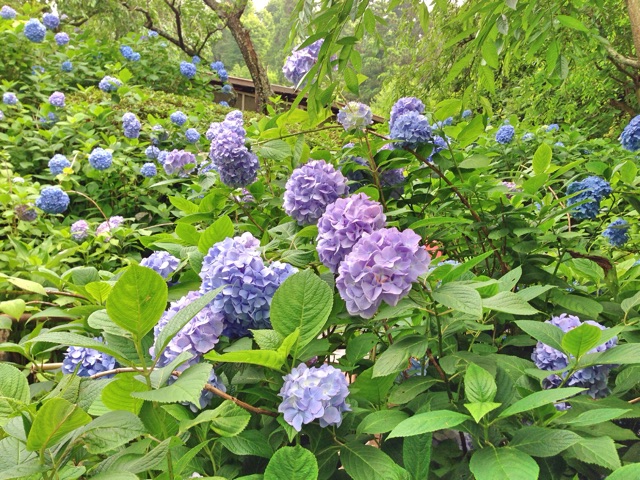 f:id:rie141:20150614002301j:plain f:id:rie141:20150614002301j:plain