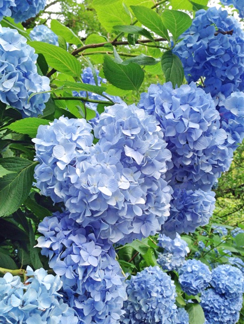 f:id:rie141:20150614002350j:plain f:id:rie141:20150614002350j:plain