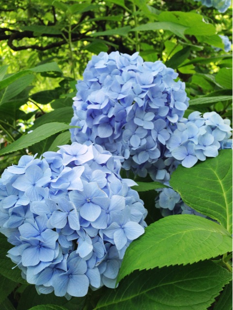 f:id:rie141:20150614002453j:plain f:id:rie141:20150614002453j:plain