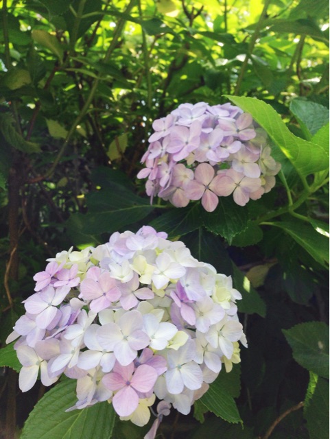 f:id:rie141:20150614222301j:plain f:id:rie141:20150614222301j:plain