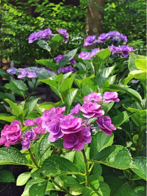 f:id:rie141:20150614222425j:plain f:id:rie141:20150614222425j:plain
